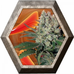 Syrup Auto 1 semilla Buddha Seeds BUDDHA SEEDS BUDDHA SEEDS