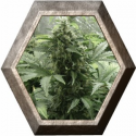 White Dwarf  Auto 1 semilla Buddha Seeds