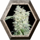 Afghan Kush Ryder Auto 3 semillas World Of Seeds WORLD OF SEEDS WORLD OF SEEDS