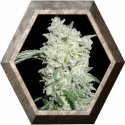 Afghan Kush Ryder Auto 3 semillas World Of Seeds