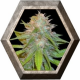 Chronic Haze 3 semillas World Of Seeds WORLD OF SEEDS WORLD OF SEEDS