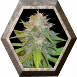 Chronic Haze 3 semillas World Of Seeds WORLD OF SEEDS WORLD OF SEEDS