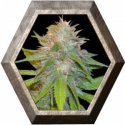 Chronic Haze 3 semillas World Of Seeds