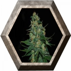 Skunk 47 3 semillas World Of Seeds WORLD OF SEEDS WORLD OF SEEDS