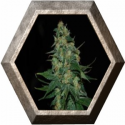 Skunk 47 3 semillas World Of Seeds