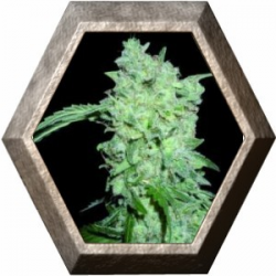 Afghan Kush Special 3 semillas World Of Seeds WORLD OF SEEDS WORLD OF SEEDS