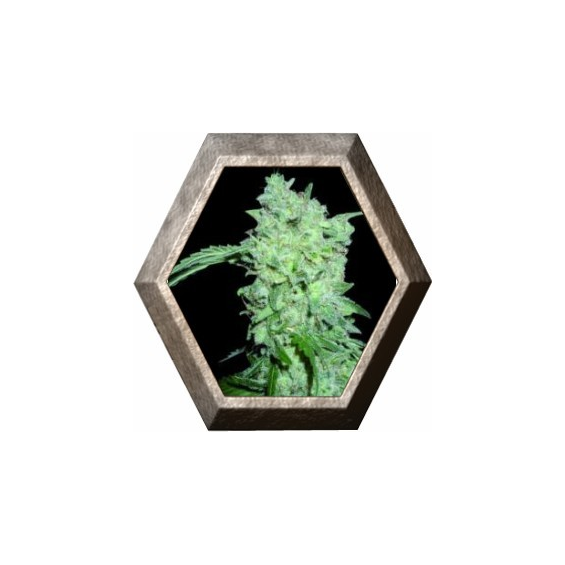 Afghan Kush Special 3 semillas World Of Seeds WORLD OF SEEDS WORLD OF SEEDS