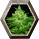 Afghan Kush 3 semillas World Of Seeds WORLD OF SEEDS WORLD OF SEEDS