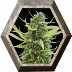 Colombian Gold 3 semillas World Of Seeds WORLD OF SEEDS WORLD OF SEEDS