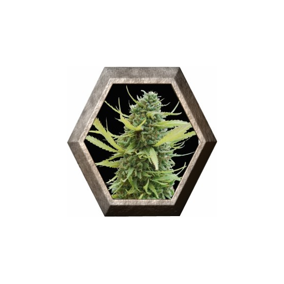 Colombian Gold 3 semillas World Of Seeds WORLD OF SEEDS WORLD OF SEEDS