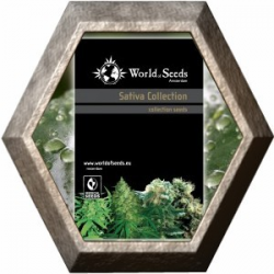 Sativa Collection 8 semillas World Of Seeds WORLD OF SEEDS WORLD OF SEEDS