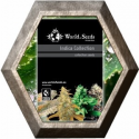 Indica Collection 8 semillas World Of Seeds