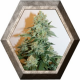 Anesthesia 1 semilla Pyramid Seeds PYRAMID SEEDS PYRAMID SEEDS