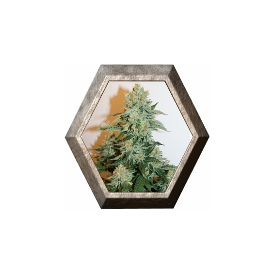 Anesthesia 1 semilla Pyramid Seeds PYRAMID SEEDS PYRAMID SEEDS