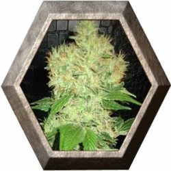 Anubis 1 semilla Pyramid Seeds PYRAMID SEEDS PYRAMID SEEDS