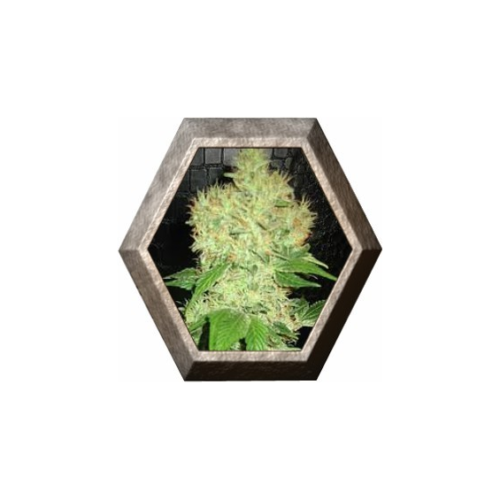 Anubis 1 semilla Pyramid Seeds PYRAMID SEEDS PYRAMID SEEDS