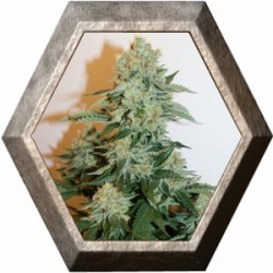 Auto Anesthesia 1 semilla Pyramid Seeds PYRAMID SEEDS PYRAMID SEEDS