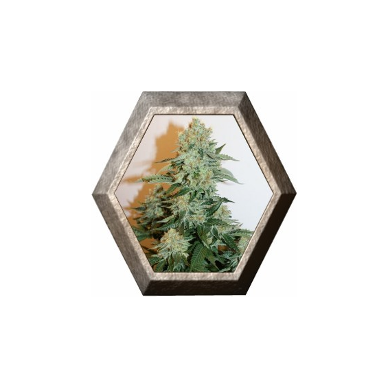 Auto Anesthesia 1 semilla Pyramid Seeds PYRAMID SEEDS PYRAMID SEEDS