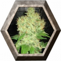 Auto Anubis 1 semilla Pyramid Seeds