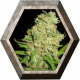 Auto Galaxy 1 semilla Pyramid Seeds PYRAMID SEEDS PYRAMID SEEDS