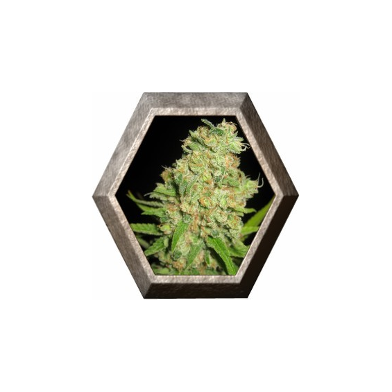 Auto Galaxy 1 semilla Pyramid Seeds PYRAMID SEEDS PYRAMID SEEDS