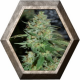 Auto Lennon 1 semilla Pyramid Seeds PYRAMID SEEDS PYRAMID SEEDS