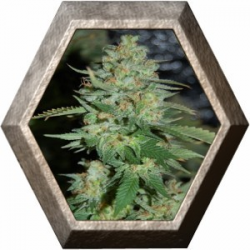 Auto Lennon 1 semilla Pyramid Seeds PYRAMID SEEDS PYRAMID SEEDS