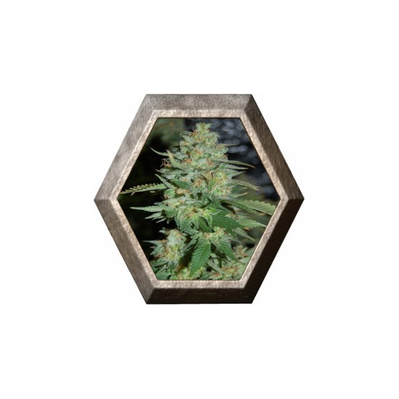 Auto Lennon 1 semilla Pyramid Seeds PYRAMID SEEDS PYRAMID SEEDS