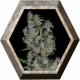 Auto Nefertiti 1 semilla Pyramid Seeds PYRAMID SEEDS PYRAMID SEEDS