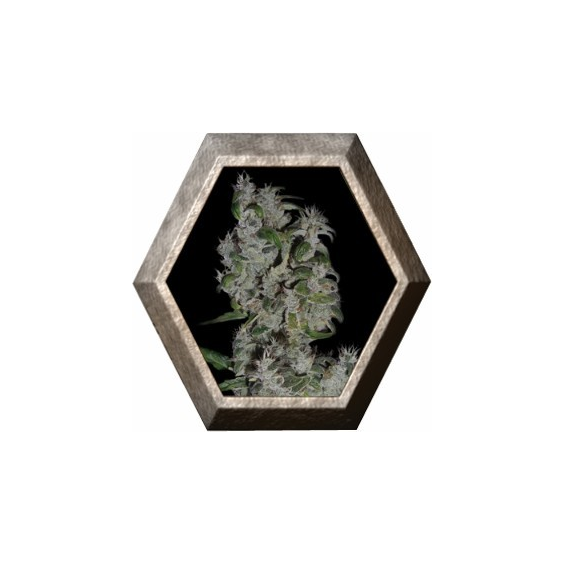 Auto Nefertiti 1 semilla Pyramid Seeds PYRAMID SEEDS PYRAMID SEEDS