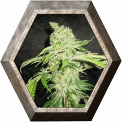 Auto Northern Lights 1 semilla Pyramid Seeds PYRAMID SEEDS PYRAMID SEEDS