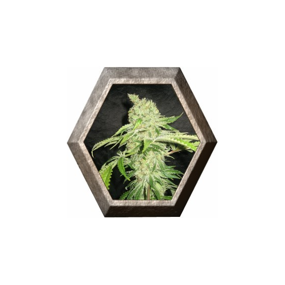 Auto Northern Lights 1 semilla Pyramid Seeds PYRAMID SEEDS PYRAMID SEEDS