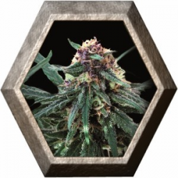 Auto Purple 1 semillas Pyramid Seeds PYRAMID SEEDS PYRAMID SEEDS