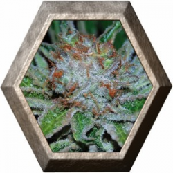 Auto Shark 1 semillas Pyramid Seeds PYRAMID SEEDS PYRAMID SEEDS