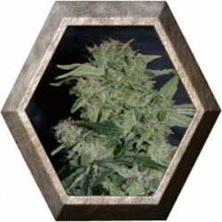 Auto Super Hash 1 semilla Pyramid Seeds PYRAMID SEEDS PYRAMID SEEDS