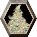 Auto Wembley 1 semillas Pyramid Seeds