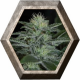 Auto White Widow 1 semilla Pyramid Seeds