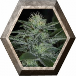 Auto White Widow 1 semilla Pyramid Seeds PYRAMID SEEDS PYRAMID SEEDS