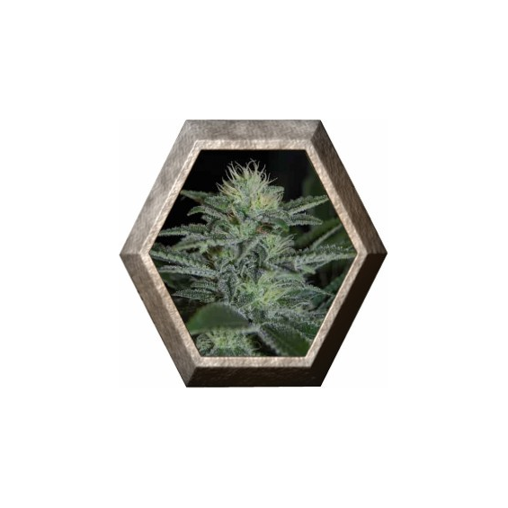 Auto White Widow 1 semilla Pyramid Seeds PYRAMID SEEDS PYRAMID SEEDS