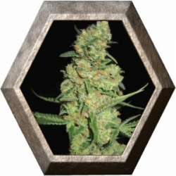 Galaxy 1 semilla Pyramid Seeds PYRAMID SEEDS PYRAMID SEEDS