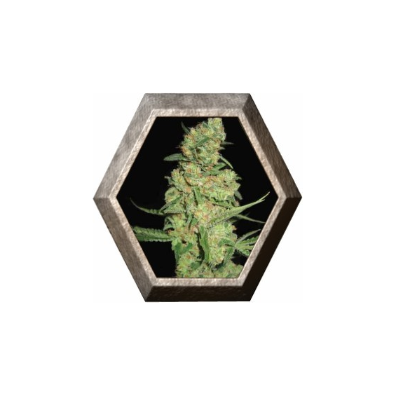 Galaxy 1 semilla Pyramid Seeds PYRAMID SEEDS PYRAMID SEEDS