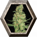 Galaxy 1 semilla Pyramid Seeds