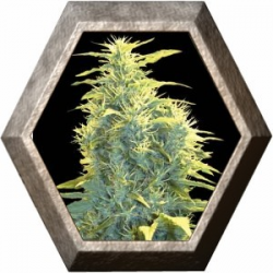 Lennon 3 semilla Pyramid Seeds PYRAMID SEEDS PYRAMID SEEDS