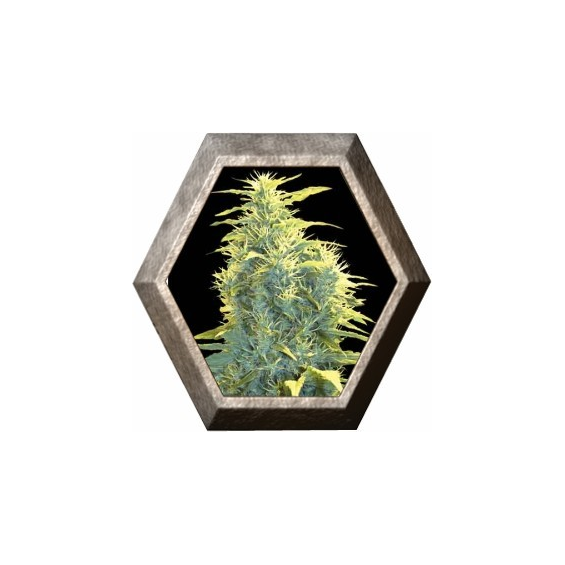 Lennon 3 semilla Pyramid Seeds PYRAMID SEEDS PYRAMID SEEDS