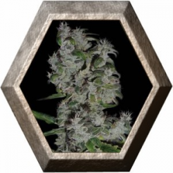 Nefertiti 3 semillas Pyramid Seeds PYRAMID SEEDS PYRAMID SEEDS