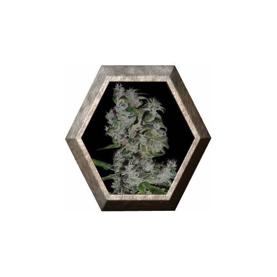 Nefertiti 3 semillas Pyramid Seeds PYRAMID SEEDS PYRAMID SEEDS