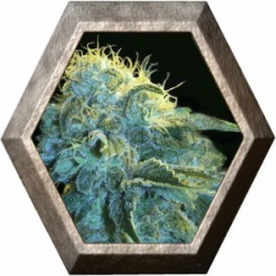 New York City 3 semilla Pyramid Seeds  PYRAMID SEEDS