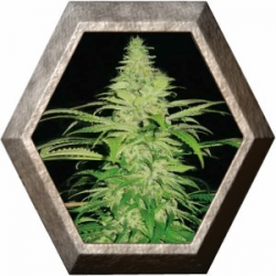 Northern Lights 5 semilla Pyramid Seeds PYRAMID SEEDS PYRAMID SEEDS