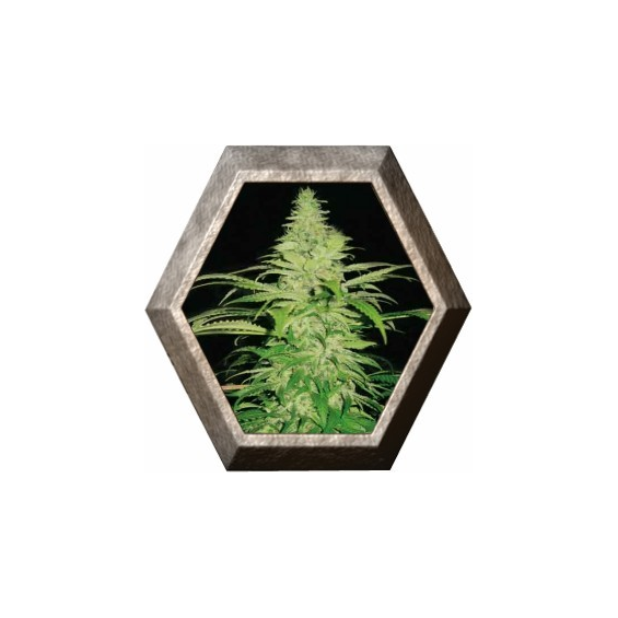 Northern Lights 5 semilla Pyramid Seeds PYRAMID SEEDS PYRAMID SEEDS