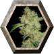 Shark 1 semilla Pyramid Seeds PYRAMID SEEDS PYRAMID SEEDS